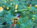 Sitting on the house fly insects in plant